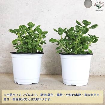 Amazon.co.jp: ハーブ苗 アロマティカス 10.5cm 4個セット